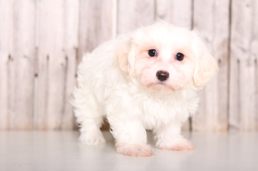 Medium Photo #1 Biton Puppy For Sale in MOUNT VERNON, OH, USA