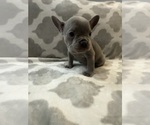Small Photo #24 French Bulldog Puppy For Sale in MIDDLEBURY, IN, USA