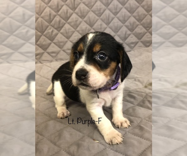 Medium Photo #11 Beagle Puppy For Sale in MUSTANG, OK, USA