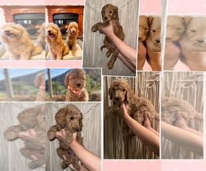 Double Doodle Puppy for sale in MIRA LOMA, CA, USA