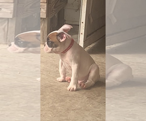 Medium Photo #2 Bulldog Puppy For Sale in ROSEVILLE, MI, USA