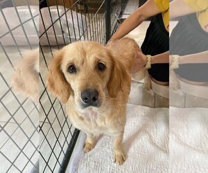 Golden Retriever Dogs for adoption in Benton, LA, USA