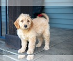 Puppy Charlotte Goldendoodle (Miniature)