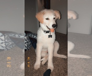 German Shepherd Dog-Great Pyrenees Mix Puppy for sale in OLD ROUND ROCK, TX, USA
