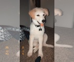 Small Photo #1 German Shepherd Dog-Great Pyrenees Mix Puppy For Sale in OLD ROUND ROCK, TX, USA