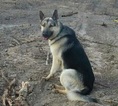 Small Photo #1 German Shepherd Dog Puppy For Sale in HOLDENVILLE, OK, USA