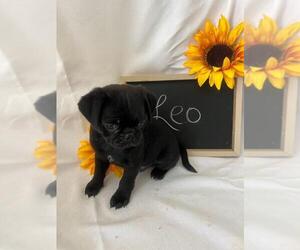 Pug Puppy for sale in BRIDGEWATER, VA, USA