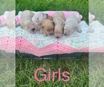 Small Photo #11 Goldendoodle-Poodle (Miniature) Mix Puppy For Sale in MORGANTOWN, KY, USA