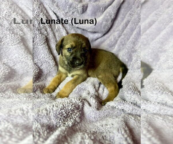 Medium Photo #1 Mutt Puppy For Sale in Duluth, MN, USA