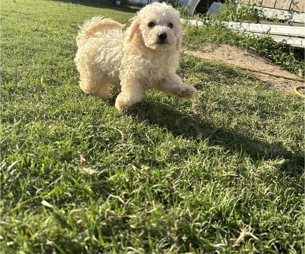 Medium Photo #1 Bichon Frise Puppy For Sale in FAYETTEVILLE, NC, USA