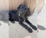 Small #10 Mutt