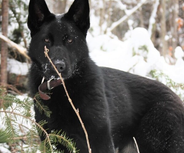 Medium Photo #1 German Shepherd Dog Puppy For Sale in GORDON, AL, USA