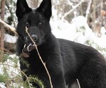 Small Photo #1 German Shepherd Dog Puppy For Sale in GORDON, AL, USA