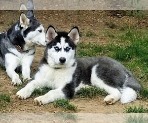 Mother of the Siberian Husky puppies born on 12/10/2020