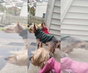 Father of the Yorkshire Terrier puppies born on 12/24/2025