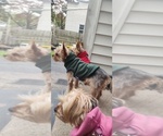 Small Photo #1 Yorkshire Terrier Puppy For Sale in CLEVELAND, OH, USA