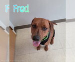 Small #1 Redbone Coonhound