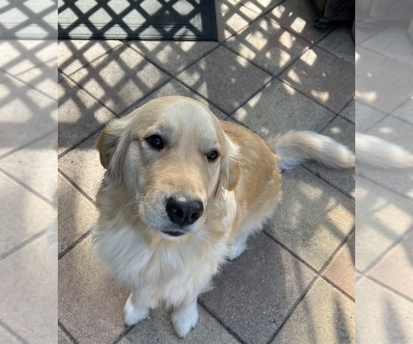 Medium Photo #1 Golden Retriever Puppy For Sale in PALMETTO, FL, USA