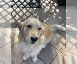 Mother of the Golden Retriever puppies born on 07/20/2025