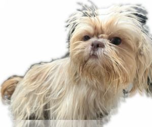 Mother of the Shih Tzu puppies born on 02/01/2025