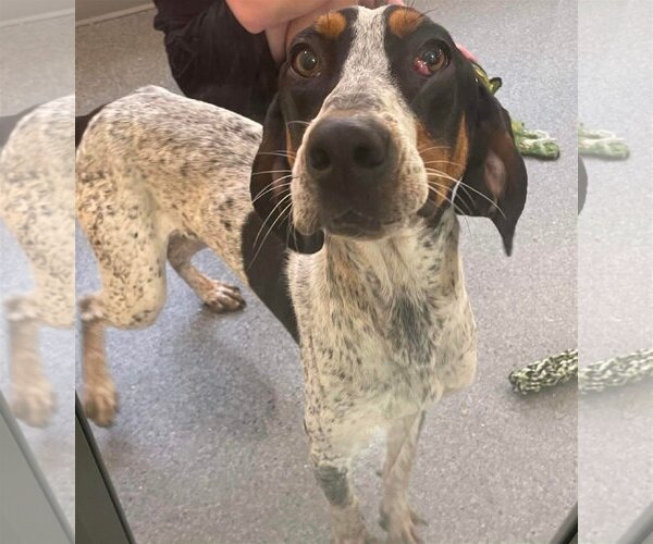 Medium Photo #1 Bluetick Coonhound Puppy For Sale in Low Moor, VA, USA