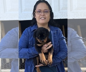 Rottweiler Puppy for Sale in TULSA, Oklahoma USA