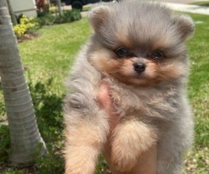 Miniature Spitz Puppy for sale in HOMESTEAD, FL, USA