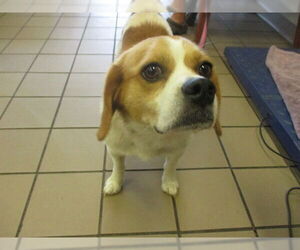 Beagle Dogs for adoption in Ocala, FL, USA