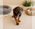 Small #3 Mastiff Mix