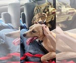 Small Photo #12 Mutt Puppy For Sale in Rustburg, VA, USA