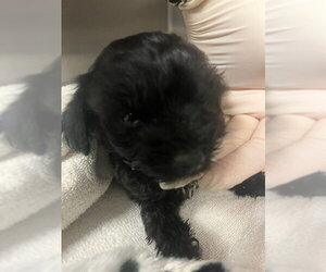 Maltese-Unknown Mix Dogs for adoption in Riverside, CA, USA