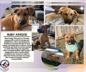 Black Mouth Cur-Unknown Mix Dogs for adoption in Conroe, TX, USA