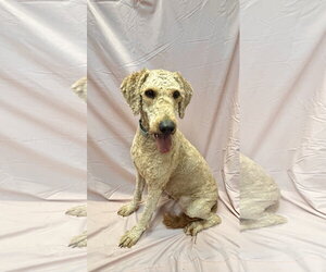 Gracie - Female Golden Retriever-Unknown Mix Dog for Adoption - Photo #4