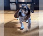 Small Beagle