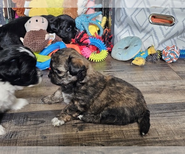 Medium Photo #4 Zuchon Puppy For Sale in LEXINGTON, OH, USA