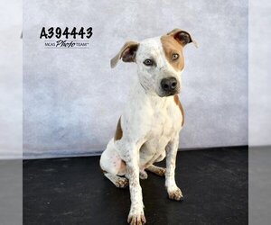 English Coonhound-Unknown Mix Dogs for adoption in Conroe, TX, USA
