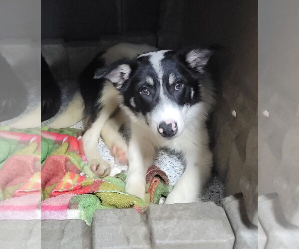 Medium Photo #2 Border Collie Puppy For Sale in Highland, IL, USA