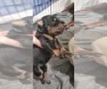 Puppy Green collar Doberman Pinscher
