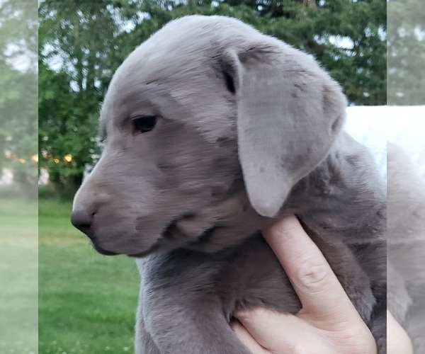 Medium Photo #5 Labrador Retriever Puppy For Sale in OLYMPIA, WA, USA