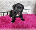 Puppy Gabby Gabby Golden Mountain Dog