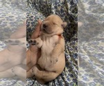 Small #1 Golden Retriever