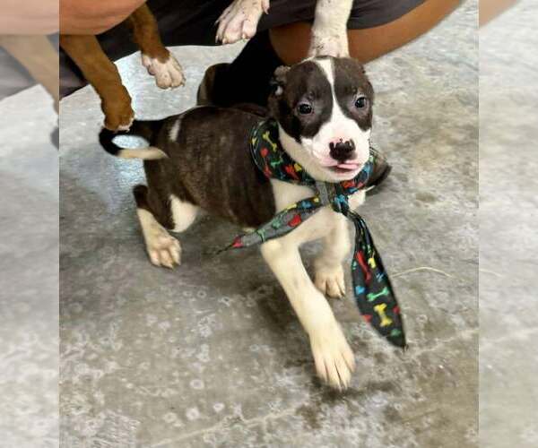Medium Photo #2 Mutt Puppy For Sale in Abbeville, LA, USA