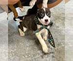 Small #1 Mutt