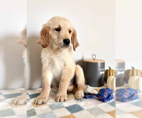 Medium Photo #5 Golden Retriever Puppy For Sale in INDIANAPOLIS, IN, USA