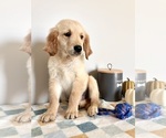 Small #4 Golden Retriever
