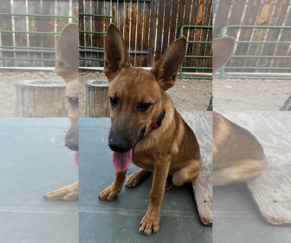 Medium Photo #3 Mutt Puppy For Sale in Incline Village, NV, USA