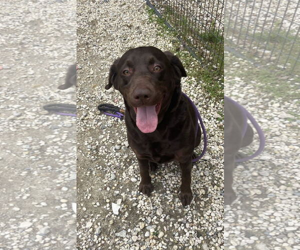 Medium Photo #6 Labrador Retriever Puppy For Sale in Chester, NJ, USA