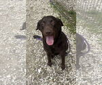 Small #5 Labrador Retriever
