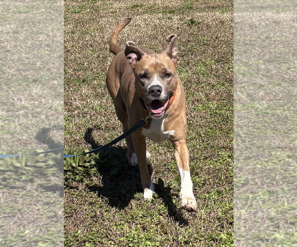 Medium Photo #7 Mutt Puppy For Sale in Virginia Beach, VA, USA