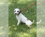 Small #2 Mutt
